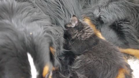 Kitten searches for milk from "mother" dog