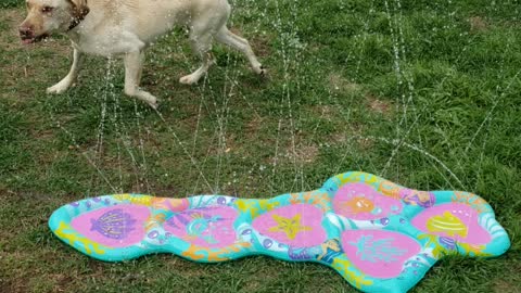 Dog playing water game