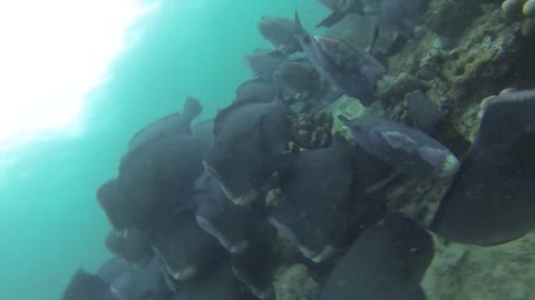 Amazing Diving with the Green Humphead parrotfish!