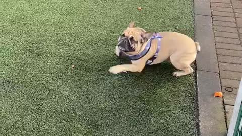 High-energy Frenchie gets so excited about grassy turf