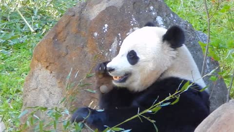 Giant panda vigorously munches away on bamboo