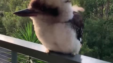 Adorable-Baby-Kookaburra-Demonstrates-it_