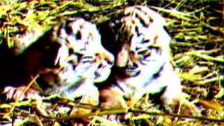 baby lion cubs are very beautiful babies