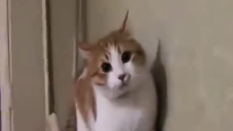 Funny animals video 🤣🤣🤣 so funny 😂😂🤣