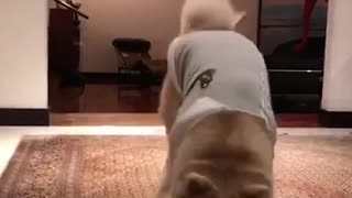 White dog runs back and forth on carpet in grey sweater