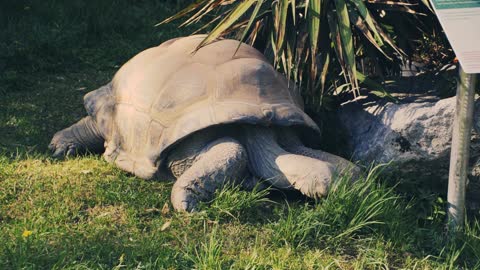 The aldabra gigantic tortoise