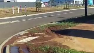 Ibis Smashes Windscreen