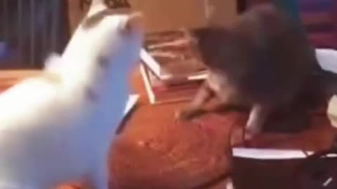 FUNNY ANIMALS VIDEOS TRY NOT TO LAUGH | FUNNY CATS | FUNNY DOG...