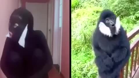 See monkey man funny video