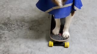 Dog with Neurological Disorder Balances Cup on Nose While Pushing Skateboard