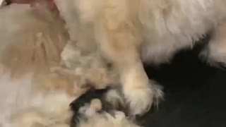 Music sped up footage of a dog getting a haircut