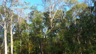 Removing a HUGE Tree without expensive equipment. WOW!