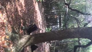 Chimp running around with hands in the air