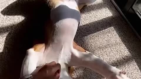 Dog Enjoys Belly Rubs⭐Funniest dog moments ever ⭐