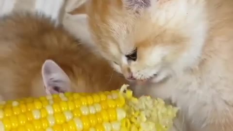 Cute cat eating corn seems so sweet.