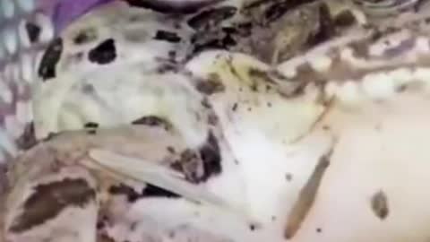 amazing snake swallowed the frog without mercy