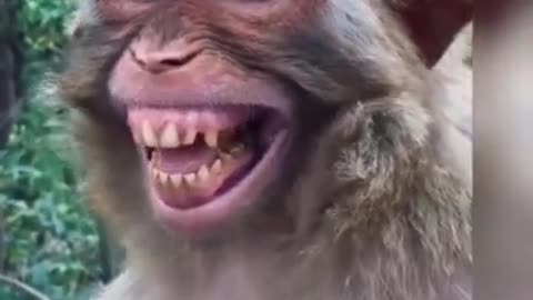 Monkey funny video Very Nice Smiling