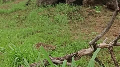 Grass behind it is a twig and rocks | Multiple Natural Colors