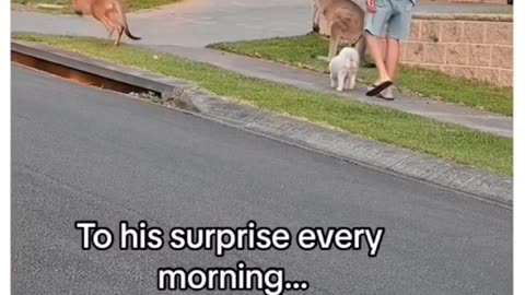 Kangaroo Asking For Help #shorts #shortvideo #video #virals #videoviral