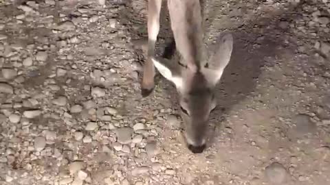 Deer says "Nope".