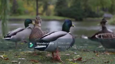 Wild Ducks Going For Food And Having Some Fun Doing It