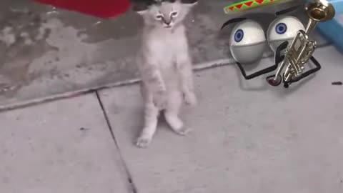 Cute funny cat dancing