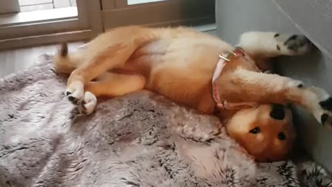 Shiba puppy just can't get comfy