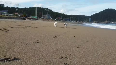Bedlington Terrier running through the sea