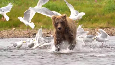 Grizzly Bears: The Drama of the Alaskan Salmon Run