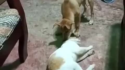 dog playing with a cute cat