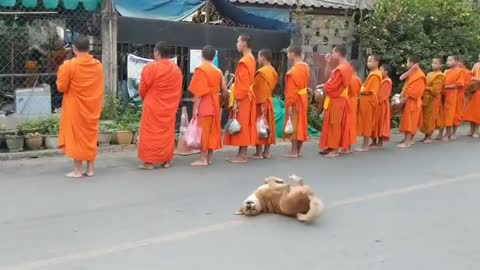 FUNNY DOG DANCE WHILE MONKES PRAYING IN THE STREET😂