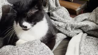Cat puts up with his dog