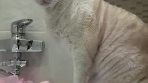 the cat always drinks from the tap
