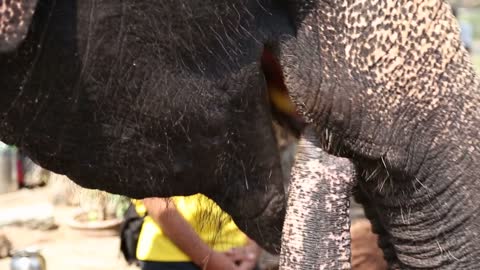 Close view of temple elephant Lakshmi mouth