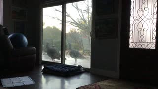 Wild turkeys pecking at the sliding door