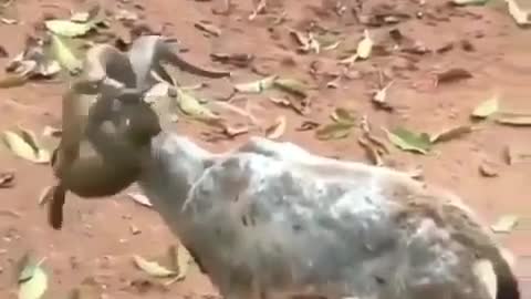 Baby monkey climbs goat