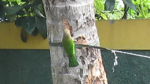 Brown Headed Barbet (Green Woodpecker)