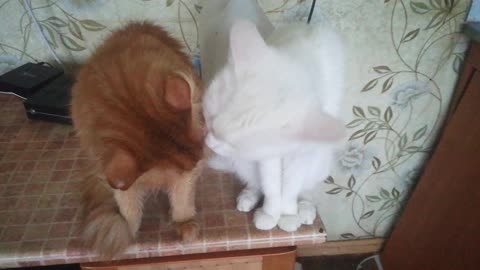 Love cat's Bassya and Belya