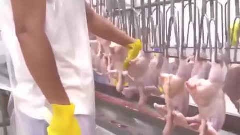 Incredible Chicken Processing Plant