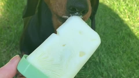 Miniature dachshund Sidney enjoys his ice lolly