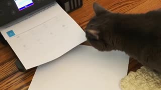 These Cats Take On Their Biggest Nemesis - The Printer