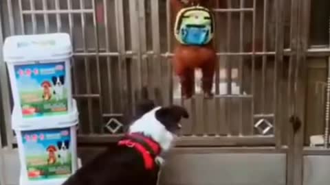 FUNNY AND POLITE DOG