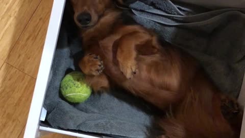 Cute dachshund naps inside desk drawer