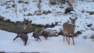 Deer and Turkeys