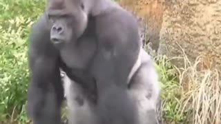 Black rare Gorilla running around waking up his crew