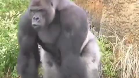 Black rare Gorilla running around waking up his crew