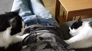 Generous cats reward owner with dual massage