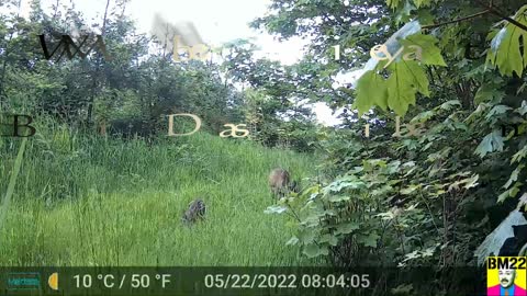 Deer Nursing a Fawn in Front of Our Trail Cam