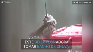 Beija-flor se diverte tomando banho de chuva