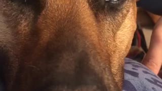 Vocal Dog Loves To Tell Her Mama ‘Bout It!